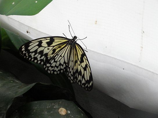 15. Motýl
