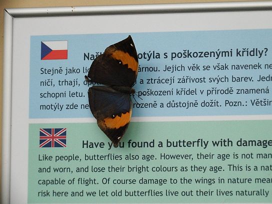 22. Motýl
