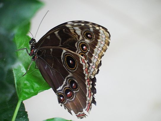 23. Motýl
