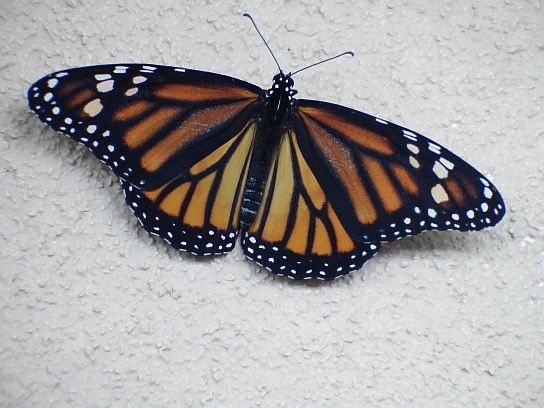 24. Motýl
