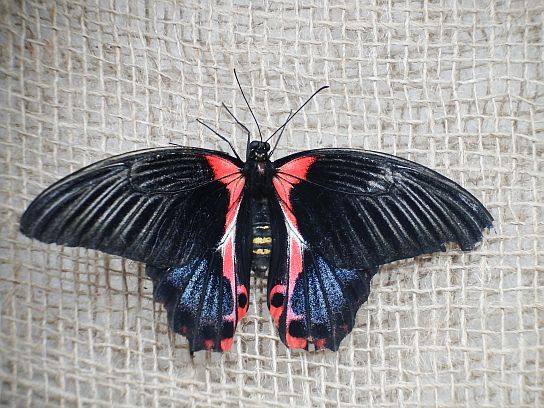 36. Motýl
