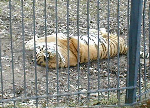 Líný tygr