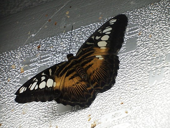 22. Motýl
