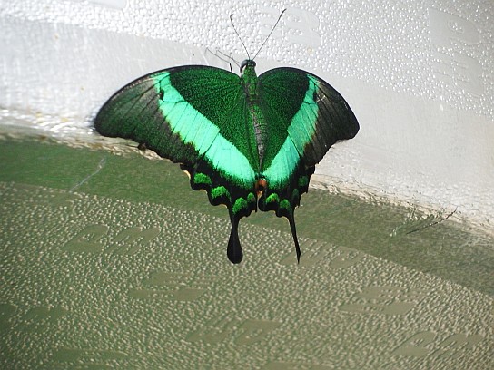 28. Motýl
