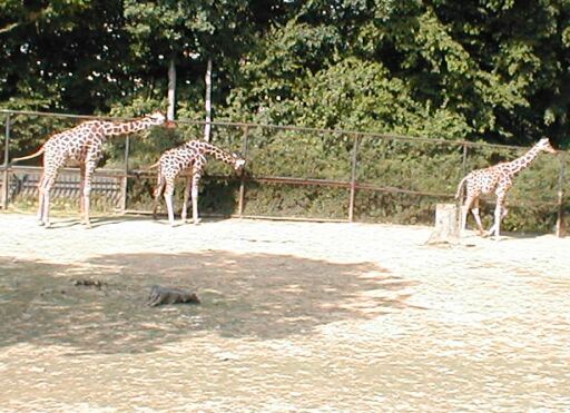Žirafy