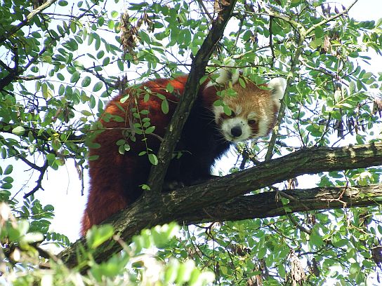 18. Panda červená
