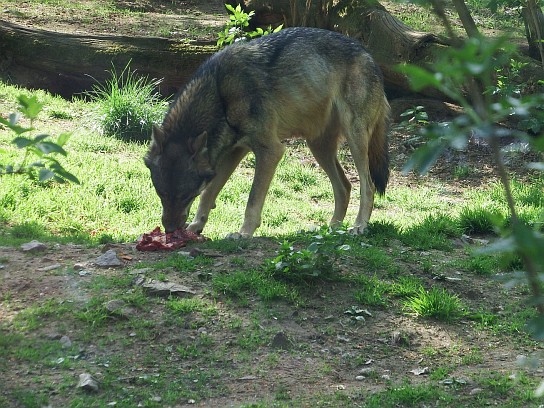 31. Vlk na obědě
