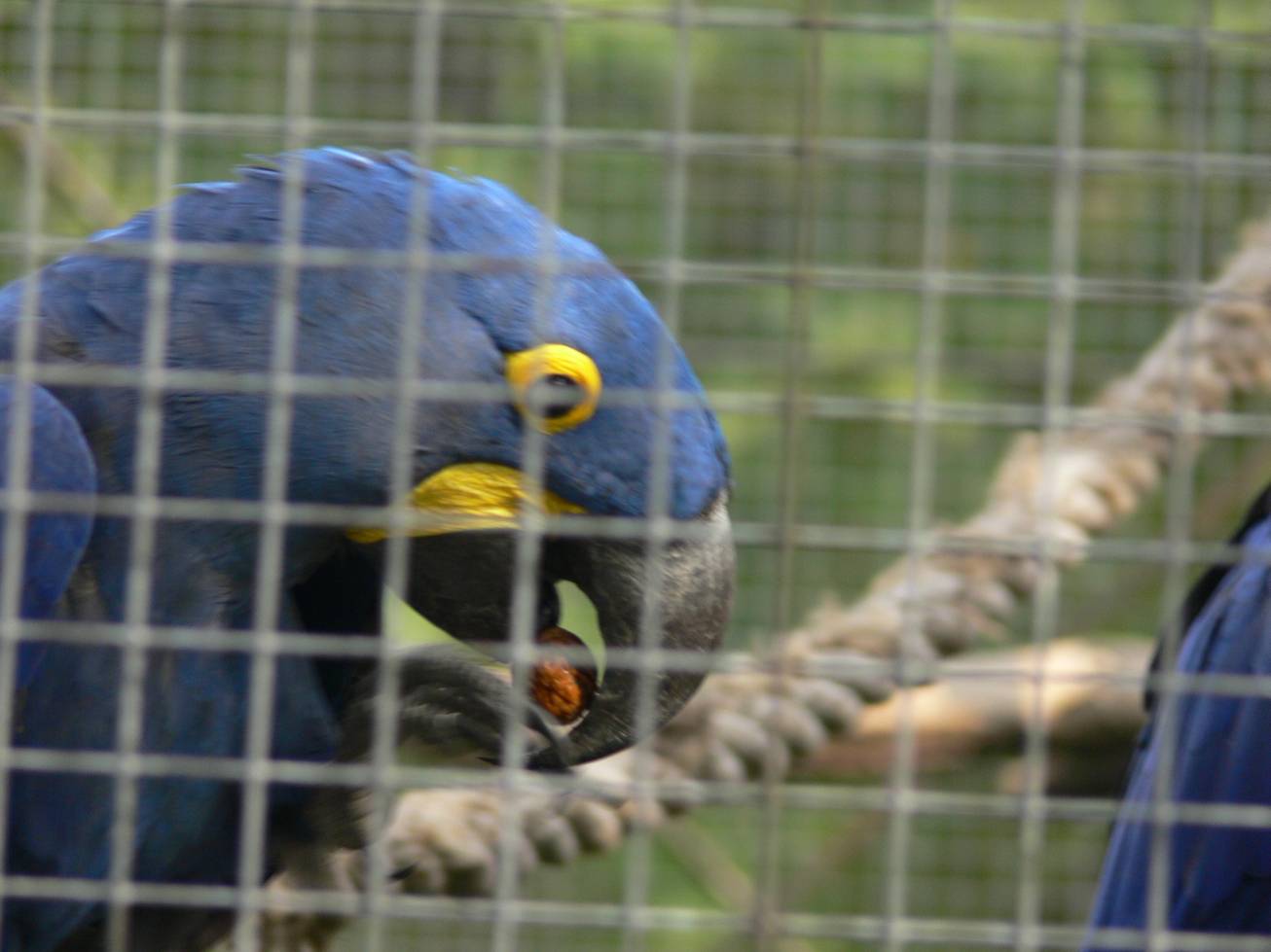 26. Papoušek s oříškem
