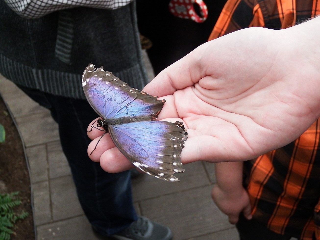 41. Motýl na ruce
