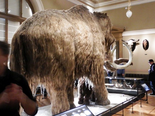 19. Exponát v muzeu – mamut
19. Exponát v muzeu – mamut