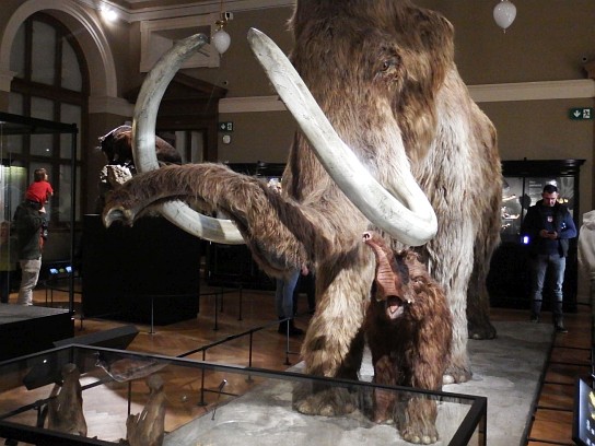 20. Exponát v muzeu – mamut
20. Exponát v muzeu – mamut