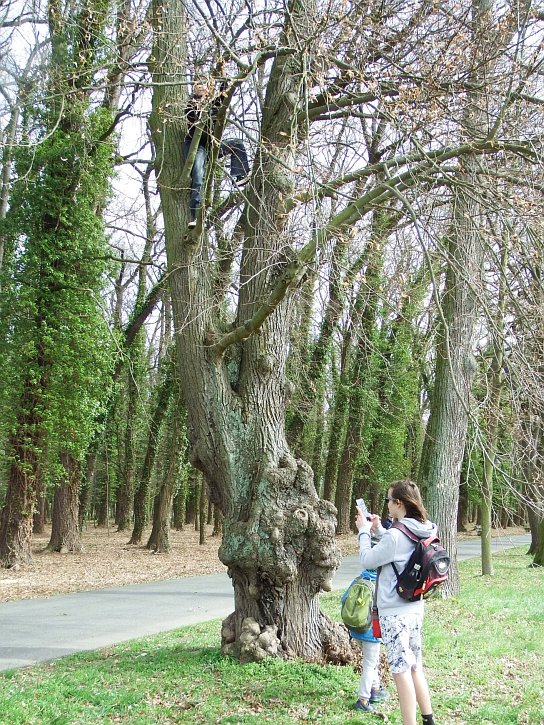 21. Na stromě
21. Na stromě