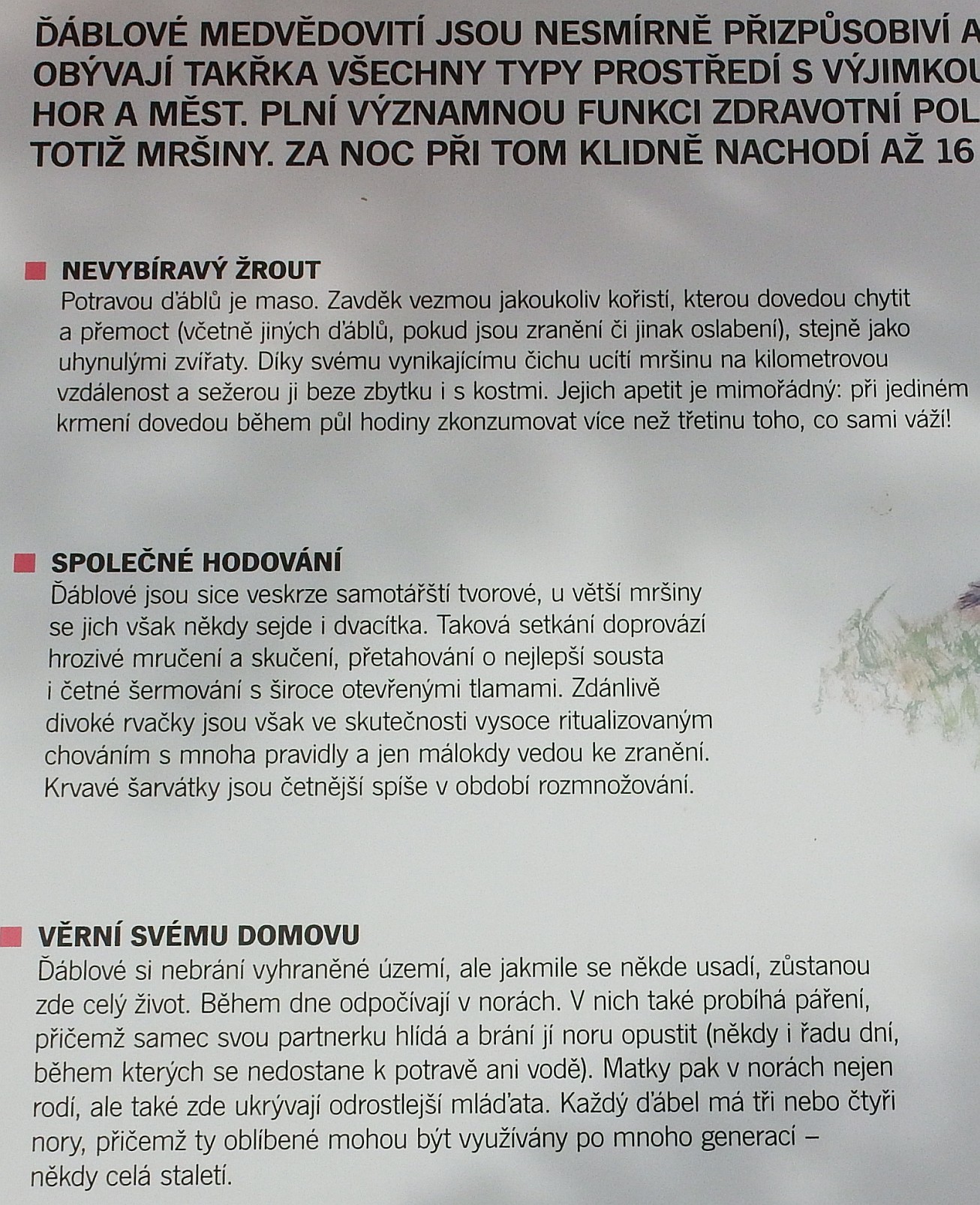 20. Popisek u tasmánského čerta
