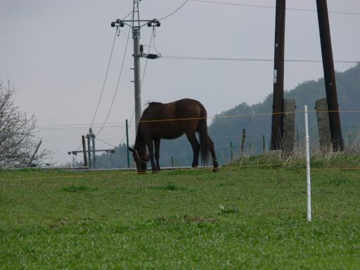 Kůň